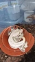 Ресничест гекон / crested gecko / correlophus ciliatus, снимка 2