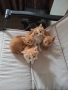 4 малки котета за подаряване, снимка 2