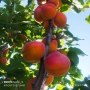 Кайсия от производител !, снимка 6