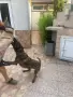 Женска Белгийска овчарка пред разгонване, снимка 3