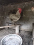 Продавам Млади Петли от Селски Кокошки , снимка 2