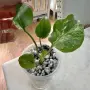 Добре вкоренена "Monstera Bulbasaur Variegata", снимка 4