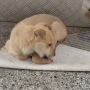 dog for adoption.Търсим осиновител на малко женско куче, снимка 3
