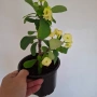 Стайно Цвете Исусов Венец, снимка 2