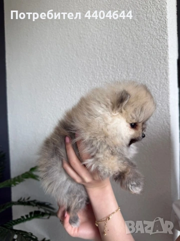 Мини померан 