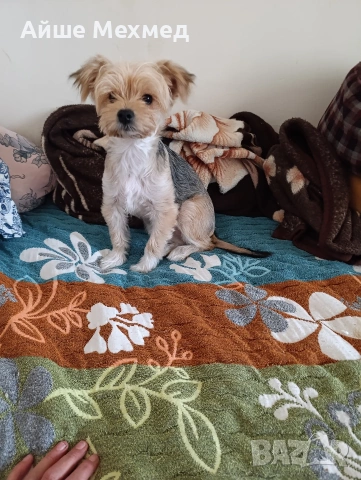 йоркширски териер на 2 години, снимка 3 - Йоркширски териер - 54089189