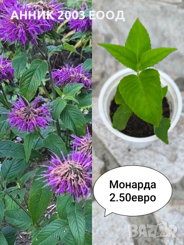 Градински цветя , снимка 9 - Градински цветя и растения - 55055236