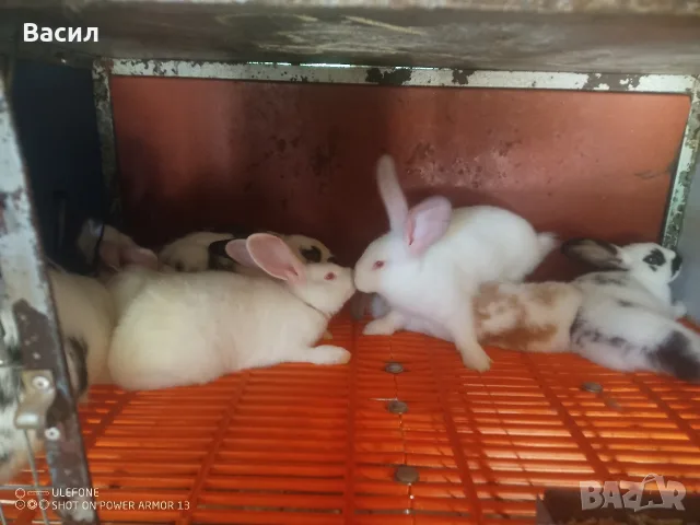 Зайци домашни различни видове, снимка 5 - Други животни - 51395663