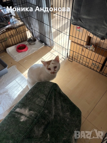 Сляпо мъжко коте си търси дом, снимка 7 - Други - 55275953