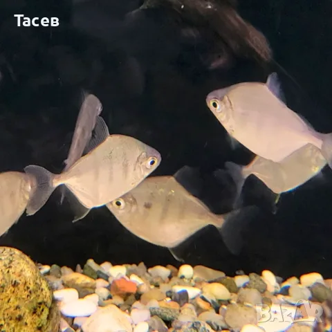 Метинис фасциатус 3-4см