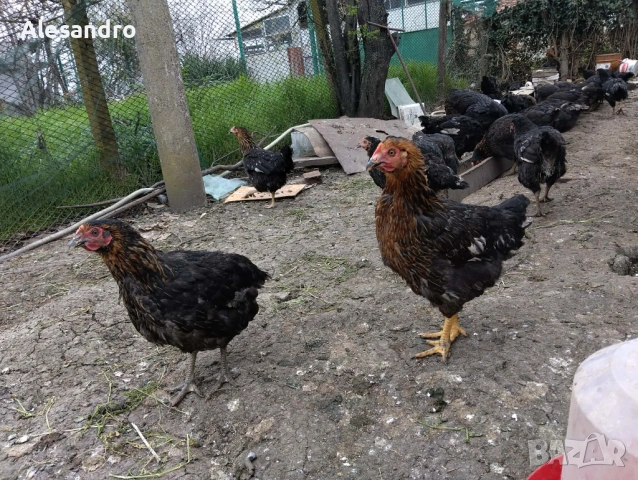 Ярки Супер Харко, снимка 6 - Кокошки и пуйки - 54188284