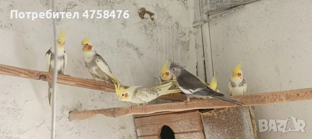 папагали корела , снимка 3 - Папагали - 54322068