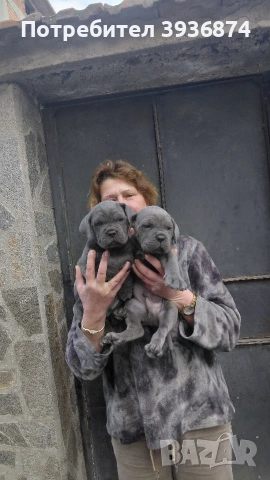 кане корсо , снимка 2 - Кане корсо - 53974836