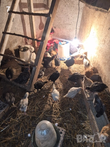 Продавам селски пилета , снимка 4 - Кокошки и пуйки - 54140433