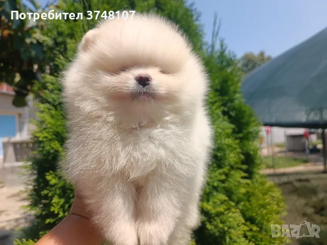 Померан/померани , снимка 15 - Померан - 55328087
