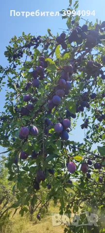 🍑 ПРОДАВАМ БИО СИНИ СЛИВИ – РАЙОН СЕВЛИЕВО, снимка 2 - Домашни продукти - 55619315