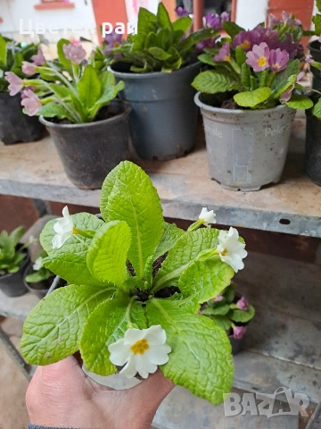 Домашна иглика в саксия , снимка 10 - Градински цветя и растения - 54010243