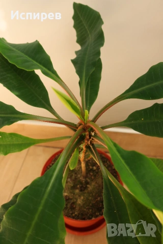 Африканска плюеща палма, Euphorbia leuconeura, 1-год. растение, снимка 2 - Стайни растения - 54919037
