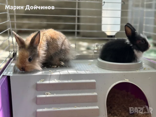 Декоративни зайци, Декоративен заек, снимка 2 - Декоративни зайчета - 54844192