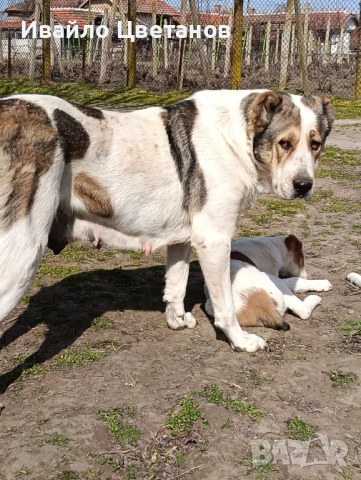 Алабай, снимка 5 - Алабай - 54011717