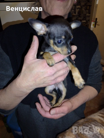 Пинчерчета мини, снимка 8 - Пинчер - 53850774