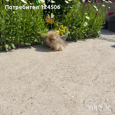 Померан Мони померанче, снимка 2 - Померан - 54971092