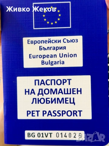  Продавам Голдън Ретривър – Бела, 3 месеца, снимка 6 - Голдън ретривър - 54726874