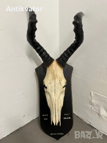 Трофей от антилопа-хартебест , снимка 4 - Декорация за дома - 54346338