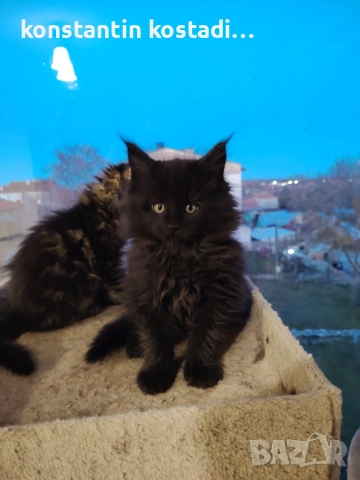 Уникални котенца Мейн кун , снимка 5 - Мейн кун - 55173454