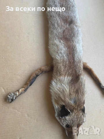 Препарирана лисица, снимка 10 - Други - 54350684