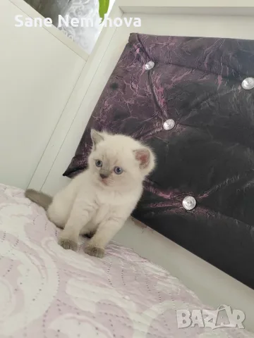 Британски котенца, снимка 5 - Британска късокосместа - 55675493