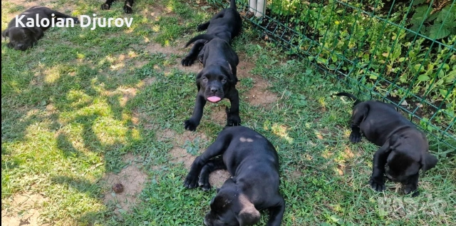 продавам кученца кане корсо , снимка 5 - Кане корсо - 54979573