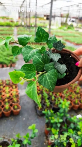 Обикновен бръшлян (hedera helix), студоустойчив, снимка 2 - Градински цветя и растения - 48092539
