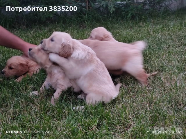 Голдън ретривър , снимка 2 - Голдън ретривър - 55145095