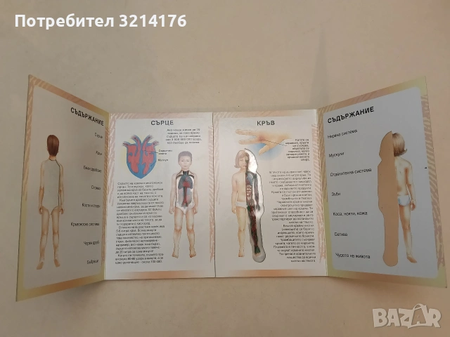 Моята първа книга за човешкото тяло - Джон Брук (1998, Отлично състояние), снимка 4 - Детски книжки - 54996594