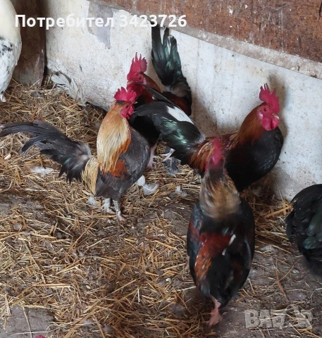 Декоративни петлета, снимка 2 - Кокошки и пуйки - 54217214