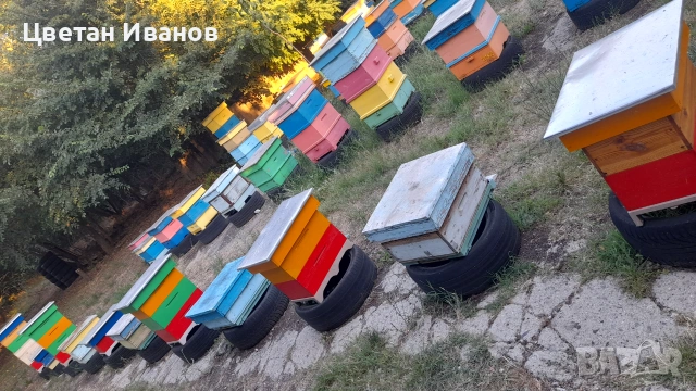 Пчелни семейства , снимка 2 - За пчели - 55212857
