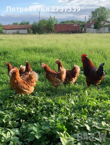 Ломан браун кокошки и петли