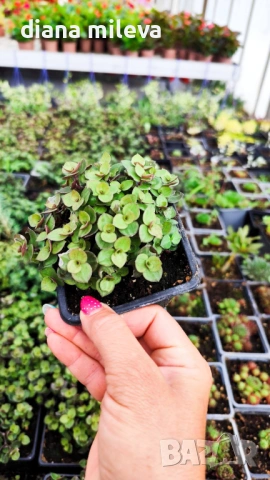 Кализия, Callisia Repens Care, снимка 14 - Стайни растения - 42265579