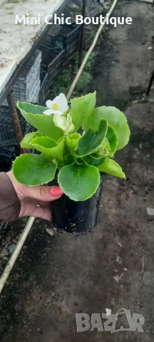 🌸 Цъфнала Бегония за 1€/бр! (Мин. 10 бр.) – Топ цена на пазара! 🌸, снимка 3 - Разсади - 54796522