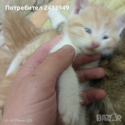 Подарявам пет котета, снимка 7 - Други - 54512763