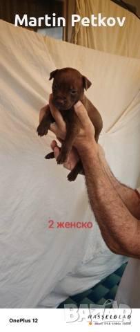 Здравейте,имаме тези сладури на 30 дена.Очакват новите си стопани.Повече информация на лично., снимка 7 - Питбул - 54535921