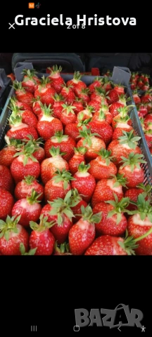 Продавам разсад ягоди , снимка 7 - Разсади - 54103999