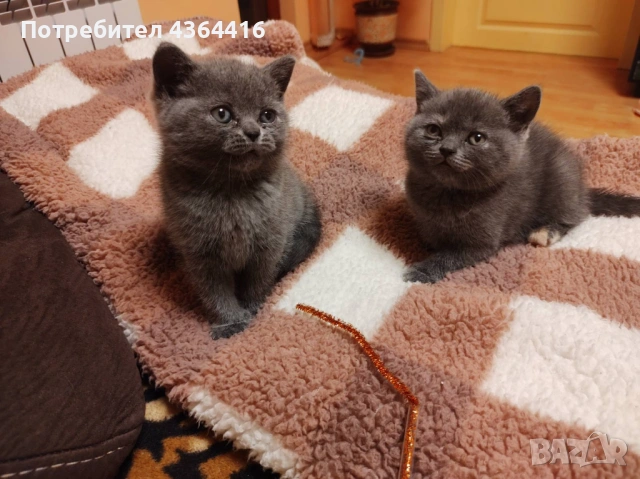 Продавам красиви и игриви британски котенца , снимка 2 - Британска късокосместа - 53984441