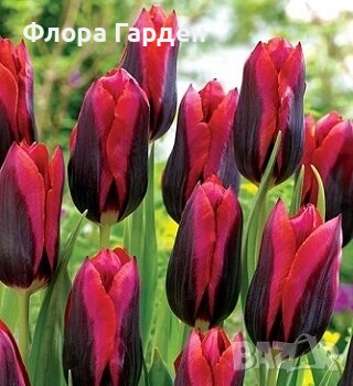 Луковици ЛАЛЕТА - Предварителни поръчки, снимка 9 - Сортови семена и луковици - 55089386
