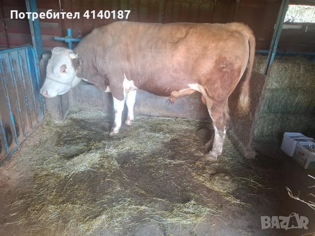 продавам месодаино теле мъжко 
