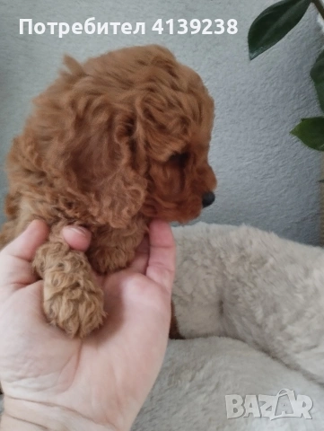 Той Пудел Poodle toi , снимка 6 - Пудели - 54976284