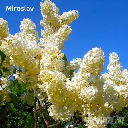 Жълт Люляк ("Primrose"), снимка 3 - Градински цветя и растения - 54008979