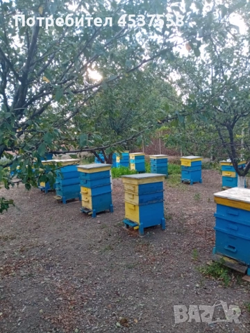 пчелни семейства, снимка 3 - За пчели - 54271023