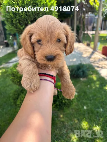 Кавапу & Cavapoo, снимка 2 - Други - 55655627